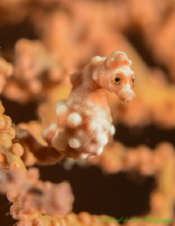 Bargibanti Pigmy Seahorse by Gabriel De Leon Jr 